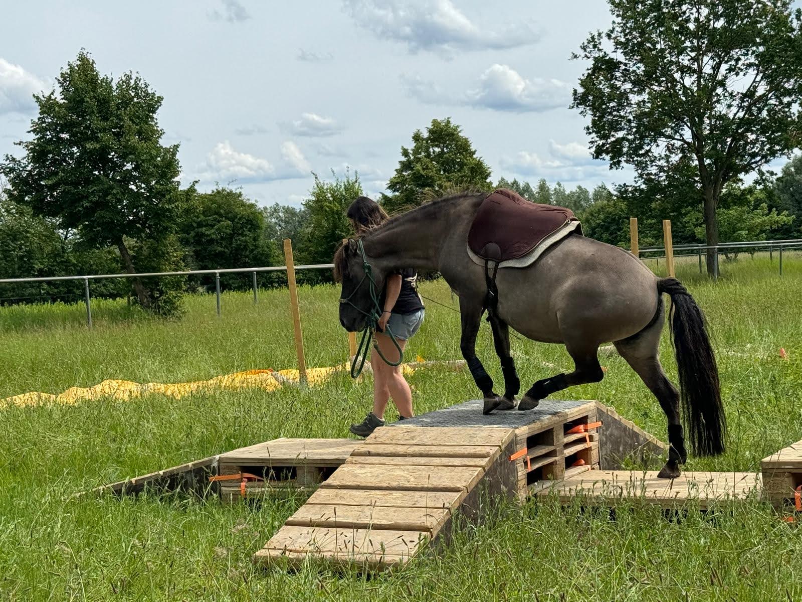 Pferd auf Wippe