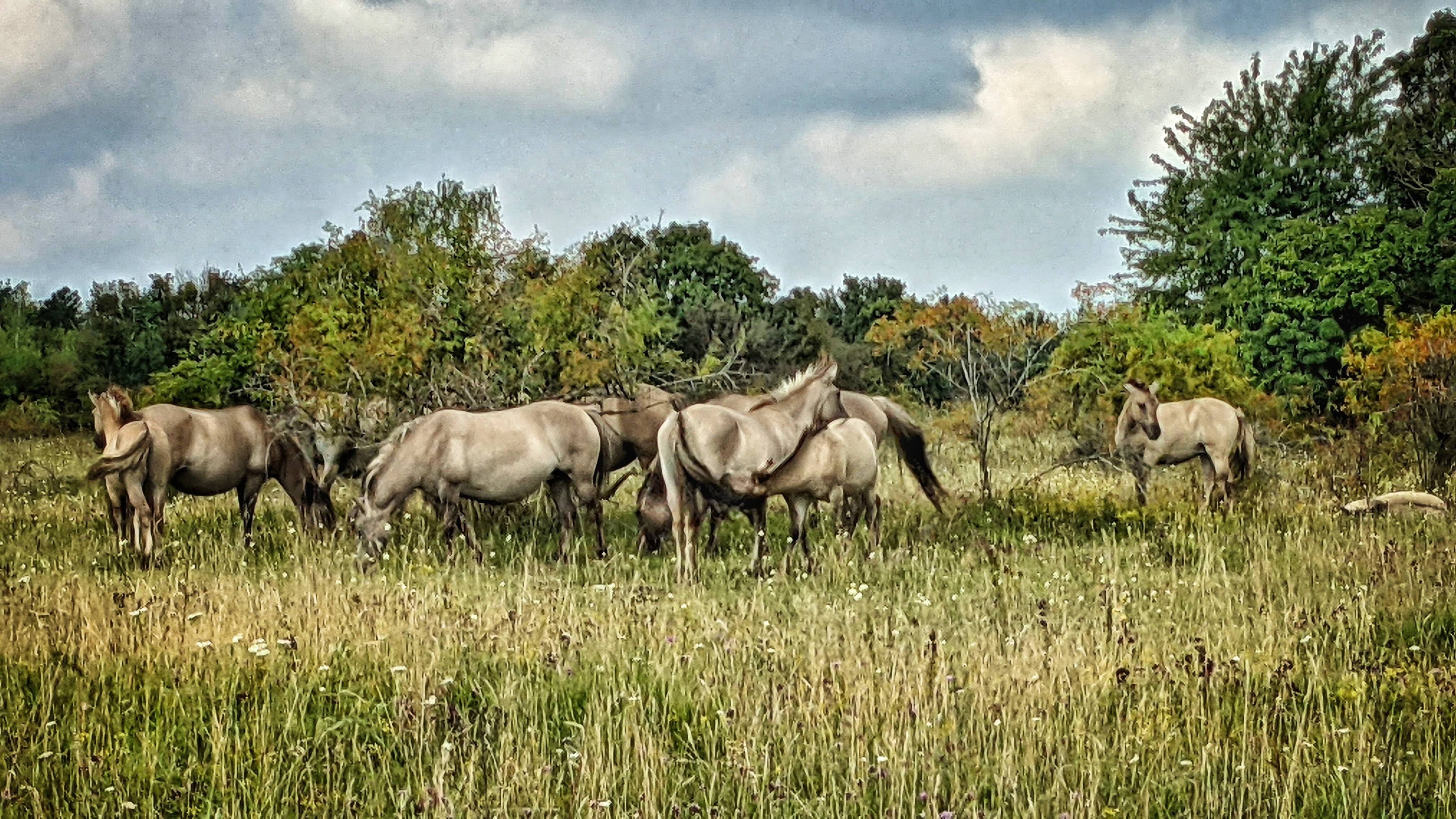 Was mir ein Wildpferd über Lernen beigebracht hat